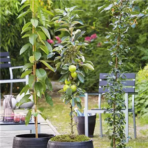 WIE GEHT... OBSTGEHöLZE PFLANZEN?