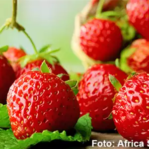 ERDBEEREN AUS DEM EIGENEN GARTEN