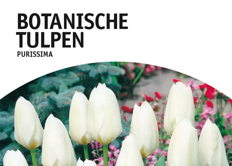 Botanische Tulpen