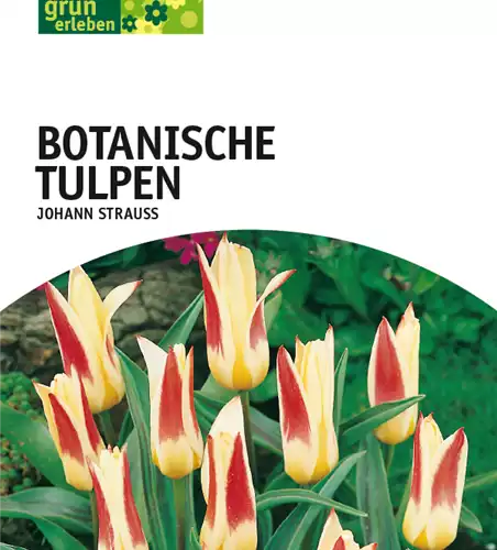 Botanische Kaufmanniana Tulpen