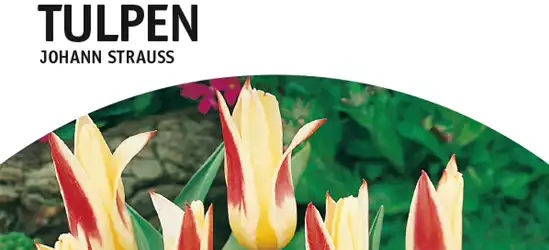 Botanische Kaufmanniana Tulpen