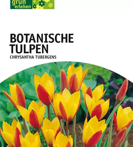 Botan. Wildtulpen