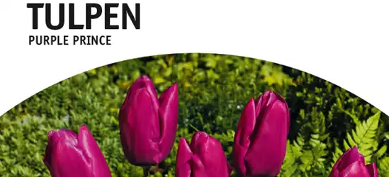 Einfache frühe Tulpen