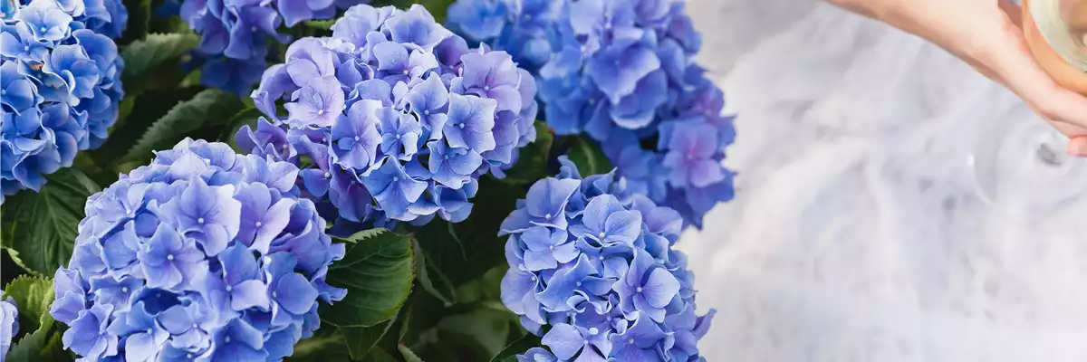 Blaue Hortensie