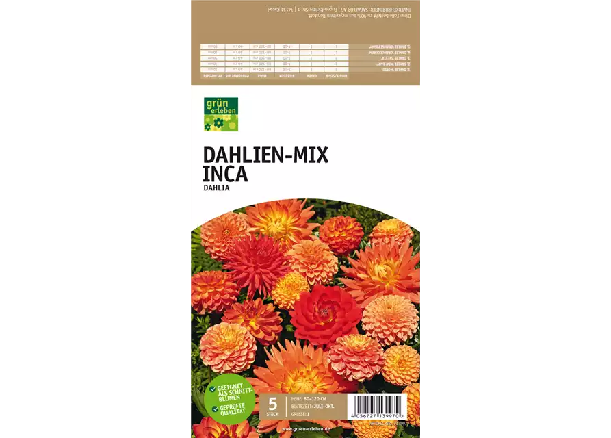 Dahlien-Mix Inca