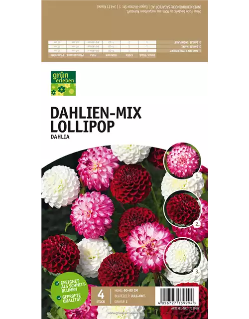 Dahlien-Mix Lollipop