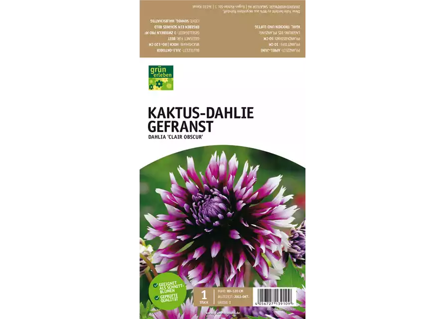 Kaktus-Dahlie Gefranst