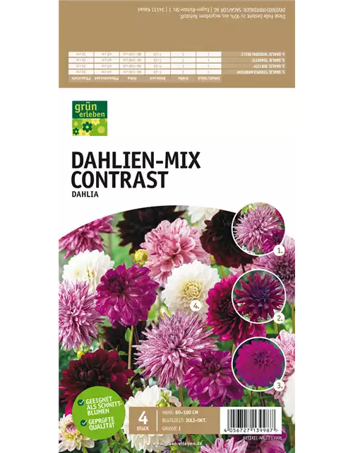 Dahlien-Mix Contrast