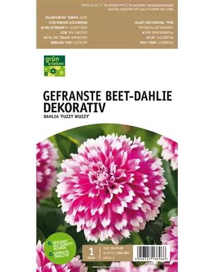 Beet-Dahlie Gefranst