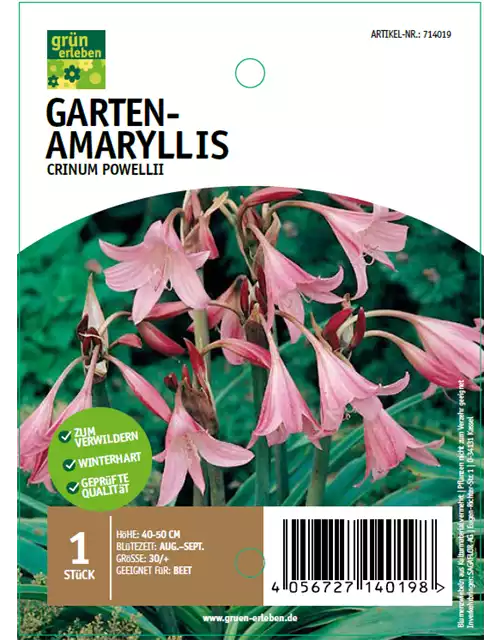 Garten-Amaryllis