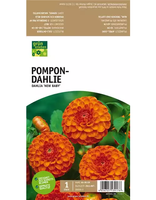 Pompon-Dahlie