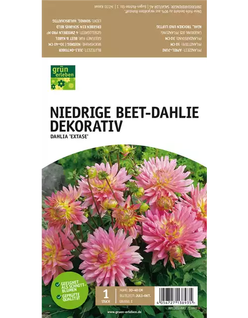 Niedrige Beet-Dahlie, Dekorativ