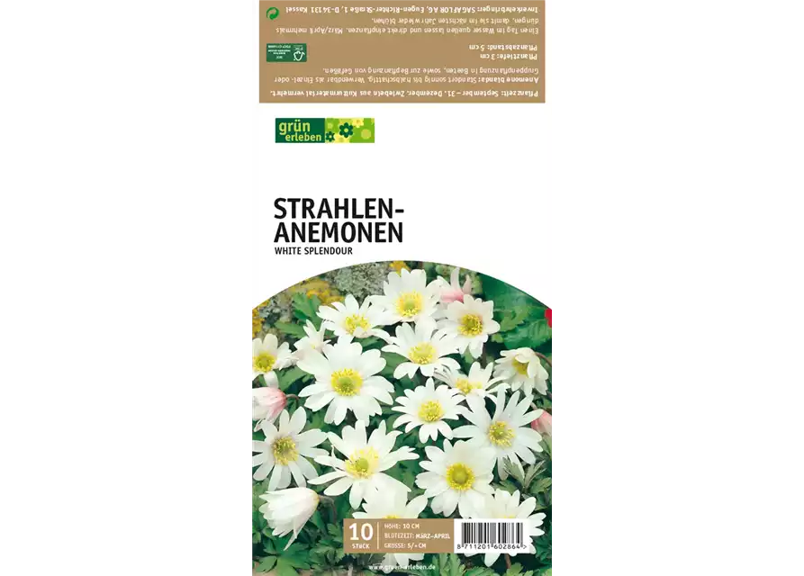 Strahlen-Anemonen