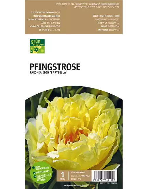 Pfingstrose