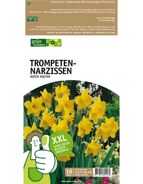 Trompeten-Narzissen