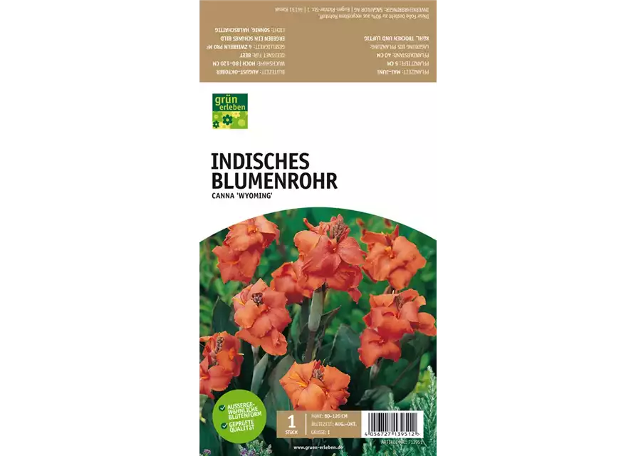 Indisches Blumenrohr