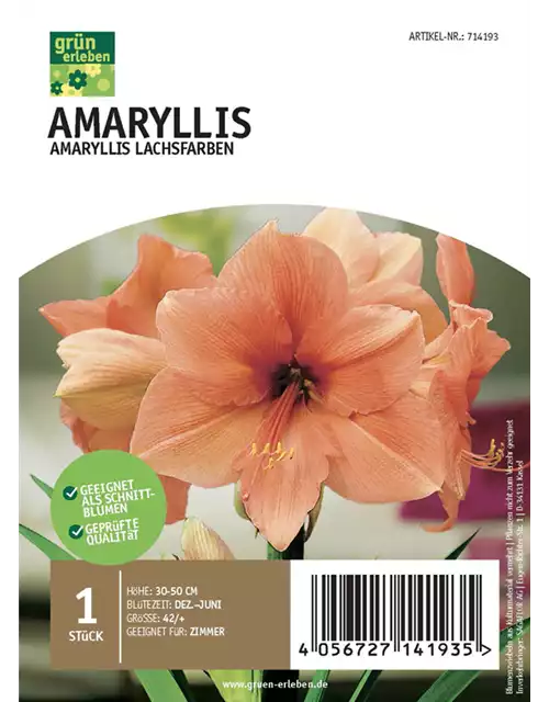 Amaryllis