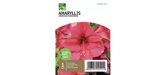 Amaryllis Dunkel 