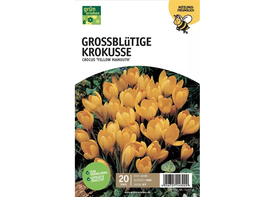 Großblüt. Krokusse