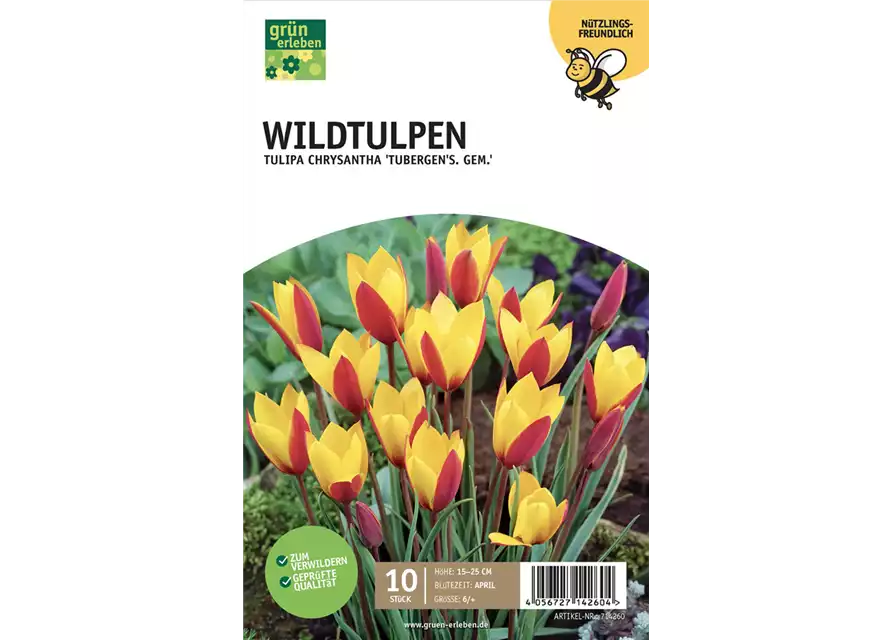 Botan. Wildtulpen