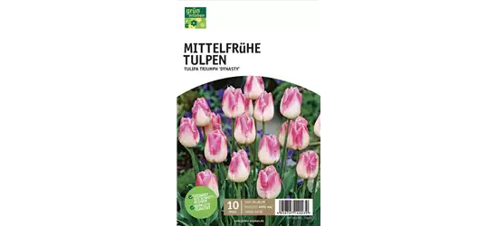 Mittelfrühe Triumph-Tulpen 