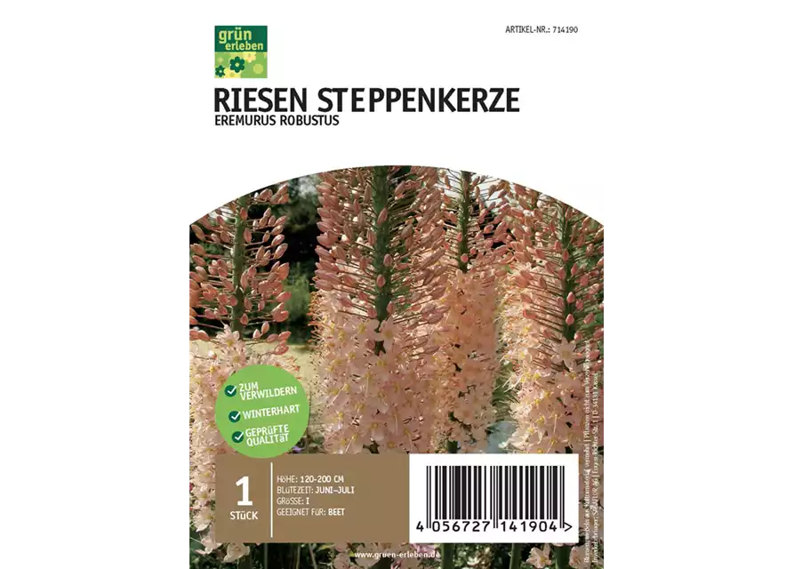 Riesen Steppenkerze