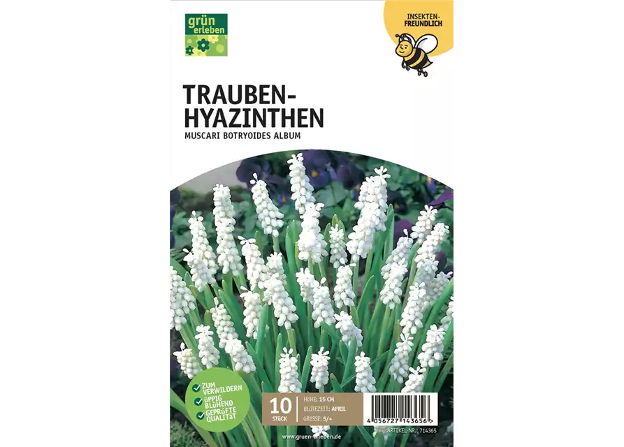 Traubenhyazinthen