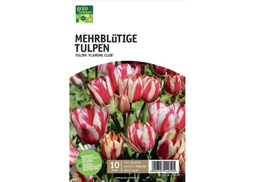 Tulpen mehrblütig 