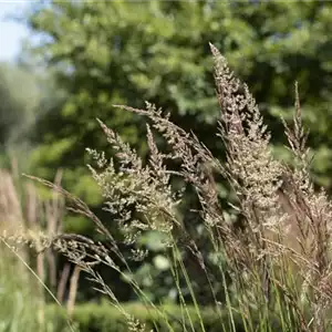 WIE GRäSER DEN GARTEN AUFWERTEN