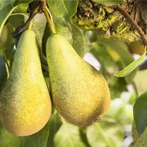 OBSTGARTEN FÜR KINDER