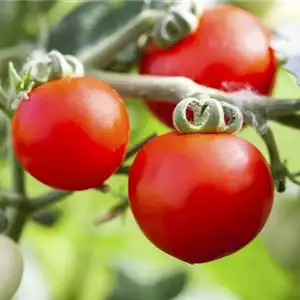 ALTE TOMATENSORTEN FüRS FREILAND!