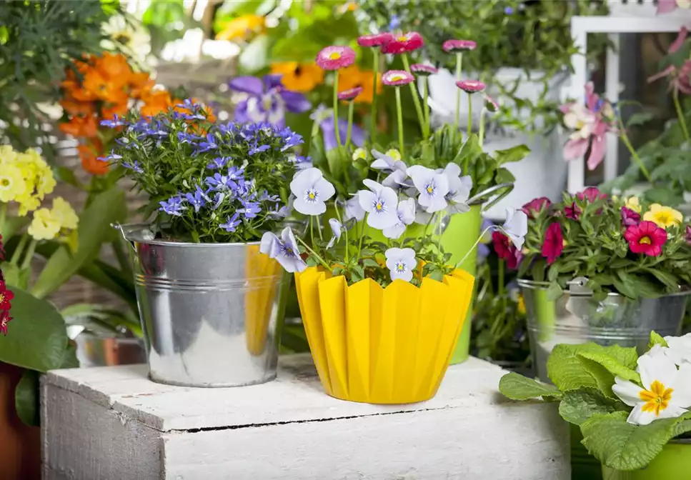 FRüHLING AUF DEM BALKON