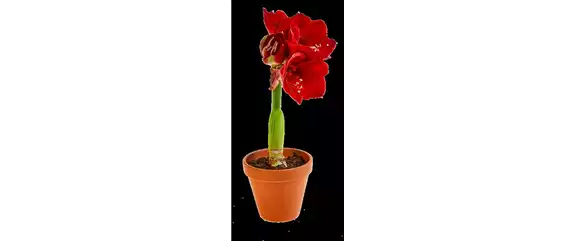 PRACHTVOLLE STERNE! DEKORATIONSWUNDER AMARYLLIS.