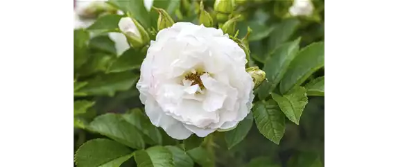 SCHATTIGES PLÄTZCHEN! GENIESSE DIE BLÜTENPRACHT. 