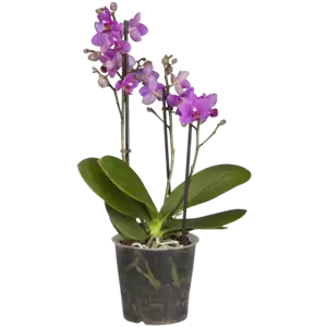 Phalaenopsis 