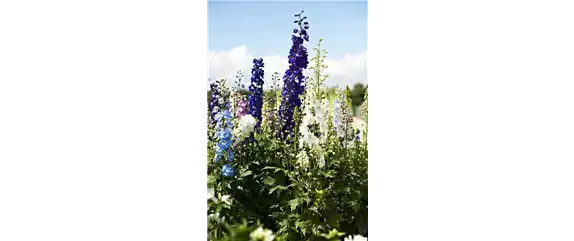 WILDER BAUERNGARTEN!