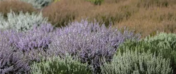 DER HEIDEGARTEN!