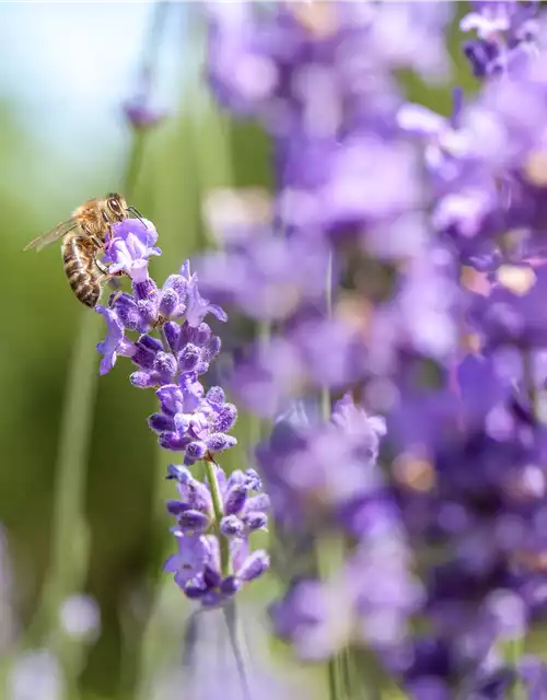 Insektenfreundlicher Garten – Bienen, Schmetterlinge und Co.