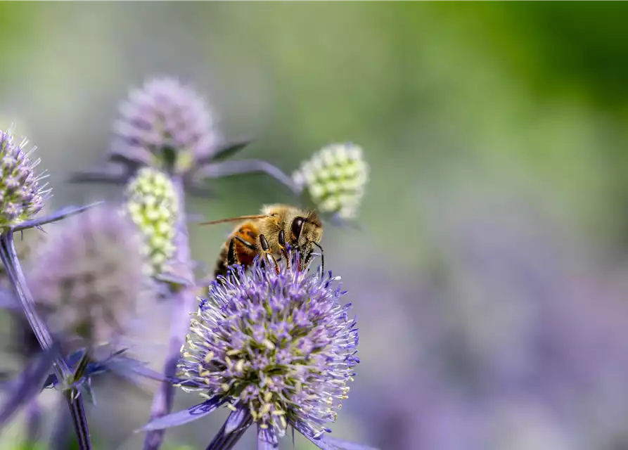 Insektenfreundlicher Garten – Bienen, Schmetterlinge und Co.