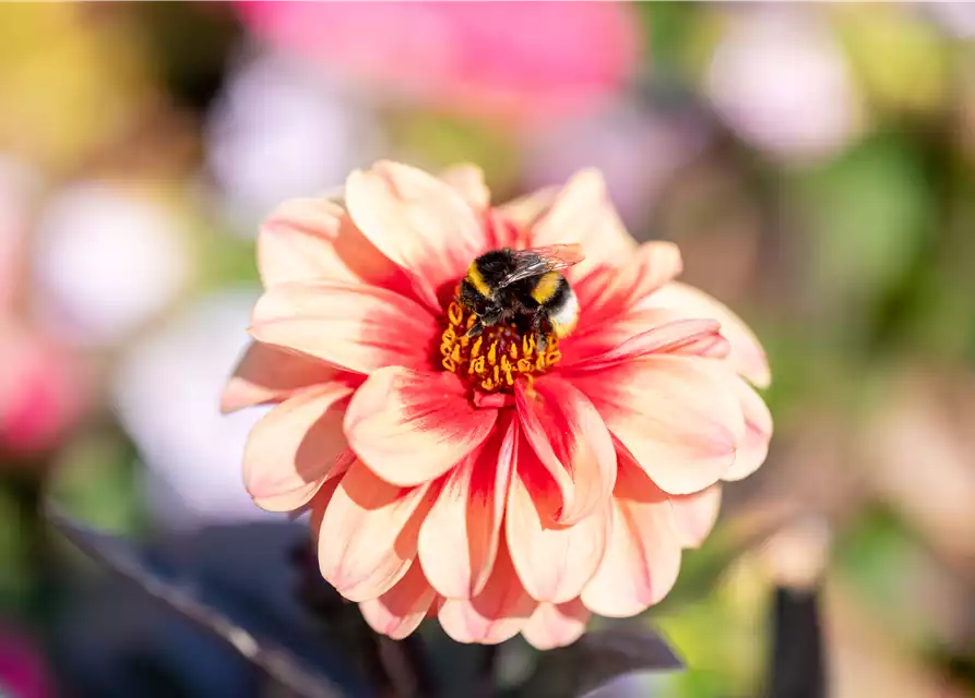 Insektenfreundlicher Garten – Bienen, Schmetterlinge und Co.