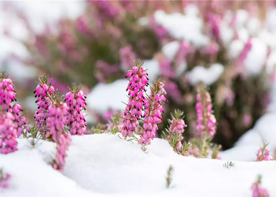 Winterpflege für den Garten