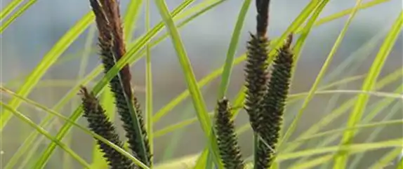 WIE GRäSER DEN GARTEN AUFWERTEN